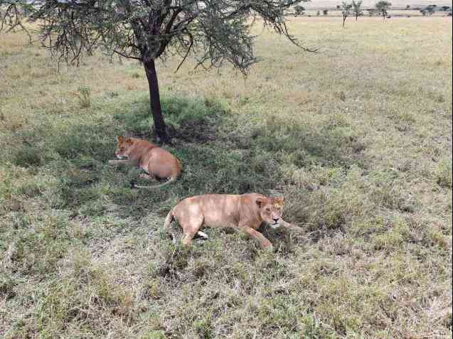 Serengeti Safari lion sighting