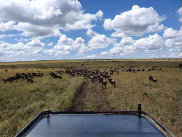 Wildebeest Migration Safari in Serengeti, Tanzania