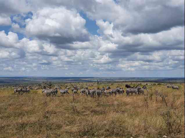 Great Migration in Serengeti
