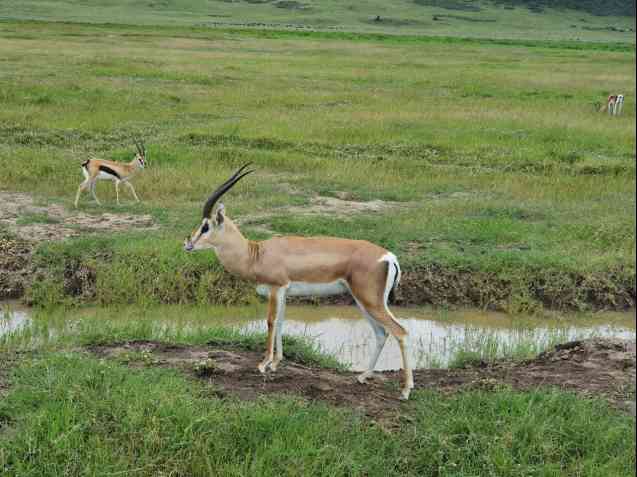 Ngorongoro Crater wildlife