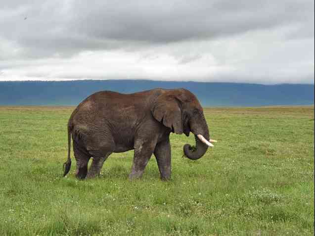 Ngorongoro Crater elephant on safari, Tanzania