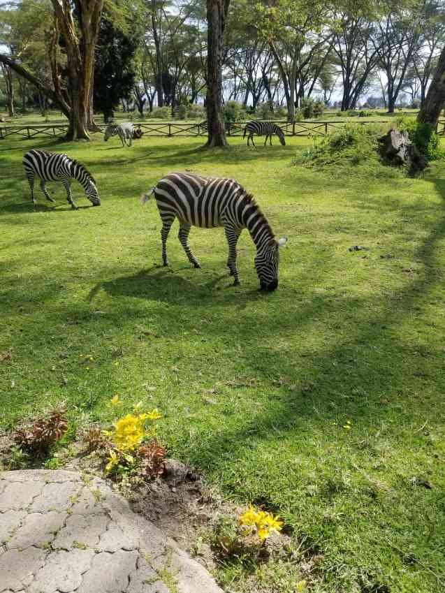 Kenya Safari lodge zebras