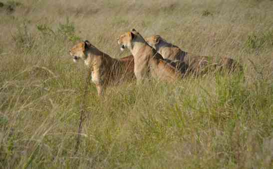 African Safari Update: Whats it like to take a Kenya Safari now?