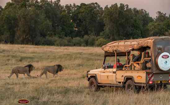 One of the best safari companies for affordable Kenya Safaris