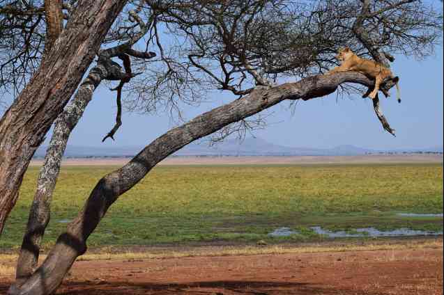 Tree climbing lion in Tanzania