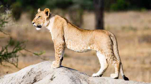 Can lions climb trees, Tarangire Safari