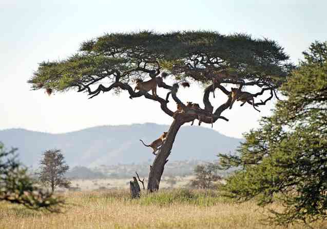 Serengeti tree climbing lions, Africa