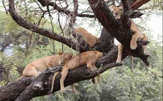 Yes, lions climb trees! Here are the 4 top places to see tree-climbing lions in Africa