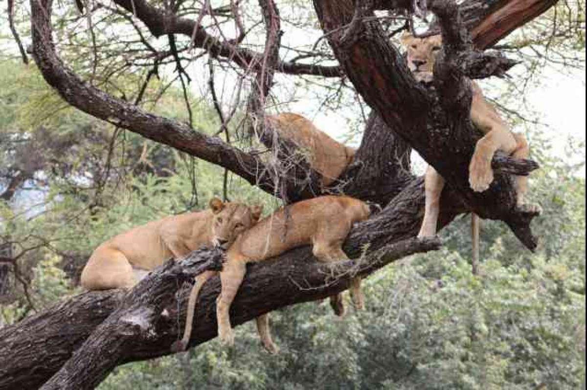 Who's your friend? Or is that your butt? - Madagascar: Escape 2 Africa |  Clip.Cafe, image size:1200x798