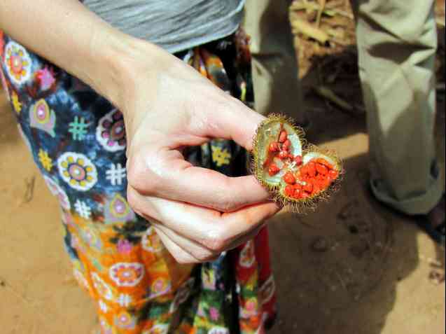 Zanzibar Island spice plantation