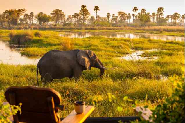 Delta camp honeymoon safari