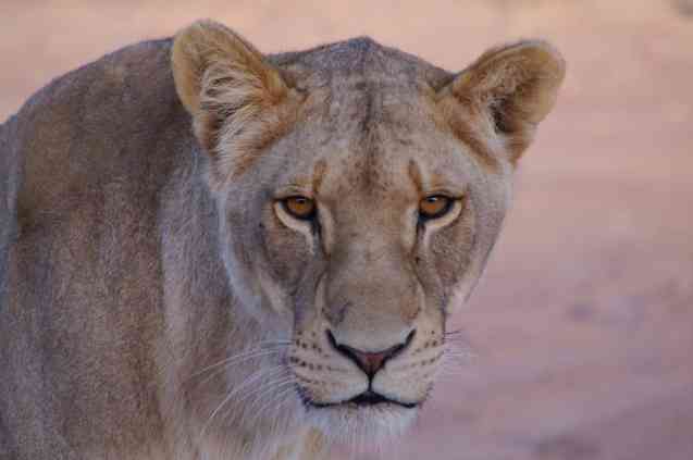 Lioness at Aquila Game Reserve