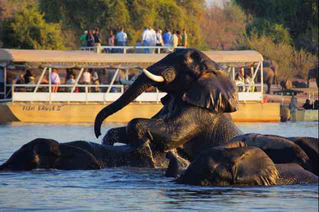 Chobe Safari in Botswana