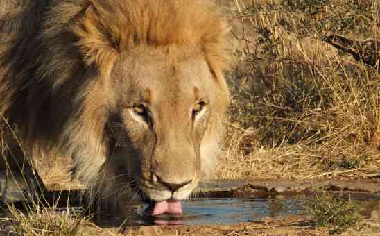 5 of the best African wildlife webcams (live cameras in Africa)