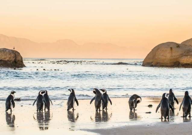 Africa beach, Boulders in Cape Town