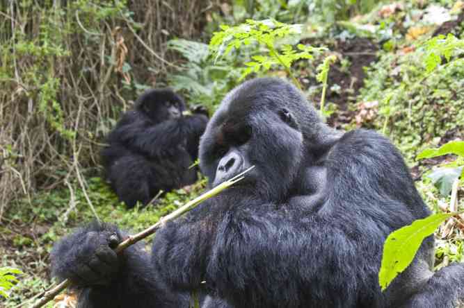 Gorilla trekking Africa