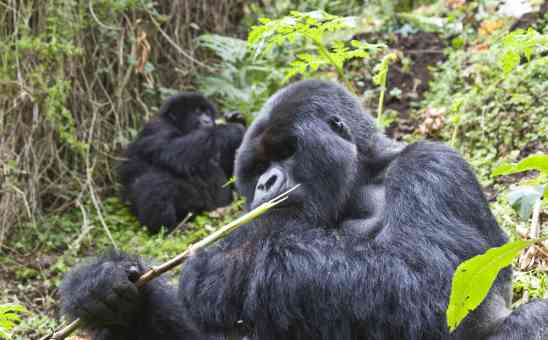 The 2 Best Places for an Affordable & Safe Gorilla Trek in Africa
