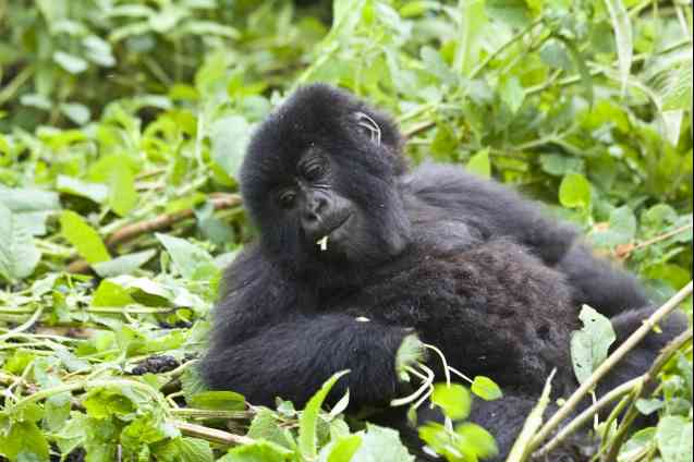 Safe gorilla trekking in Uganda & Rwanda