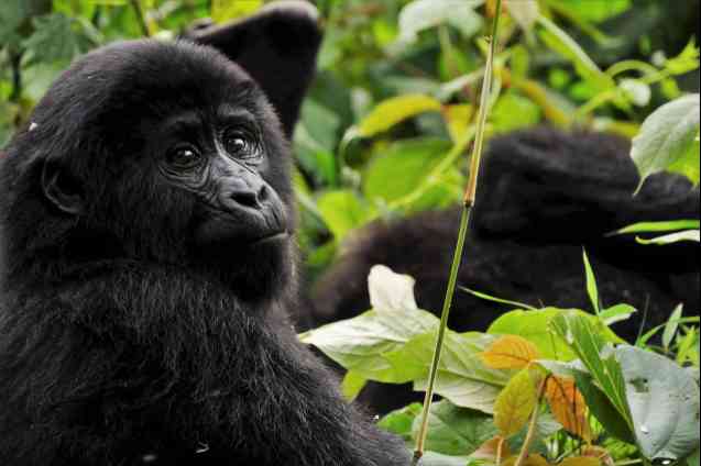 Bwindi gorilla trekking in Uganda