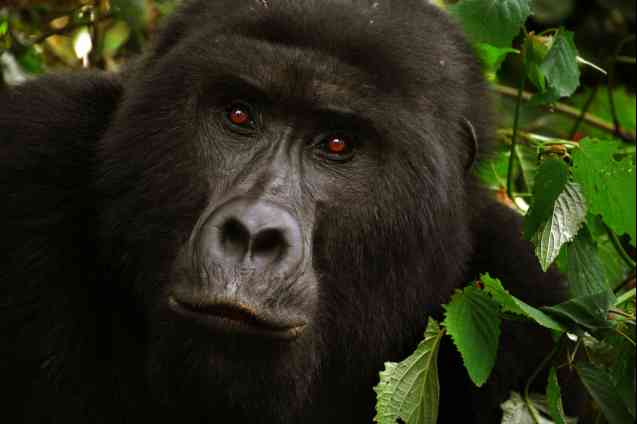 African mountain gorilla trekking