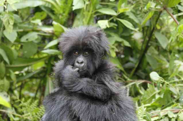 Uganda gorilla trekking safari