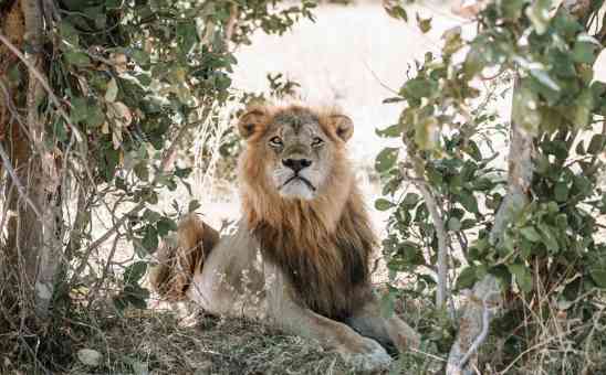 The 6 Best places to go on safari in Africa (where to go on African safaris)