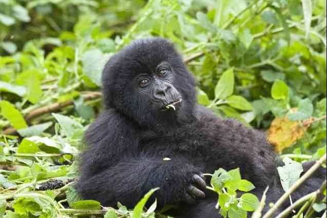 Gorilla trekking safari guide