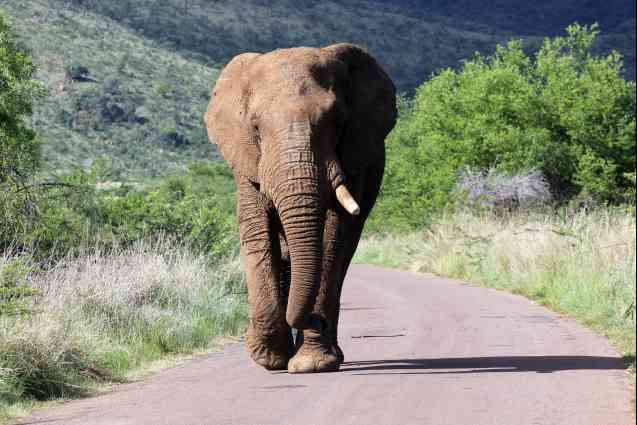 African elephant bull walking