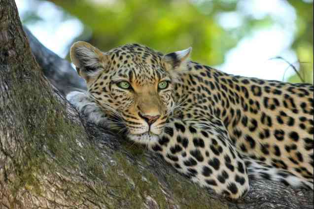 Leopard in a tree on safari in Africa