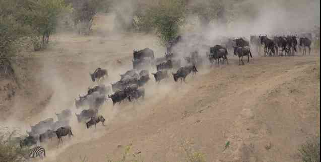 The great migration, Kenya safari tips