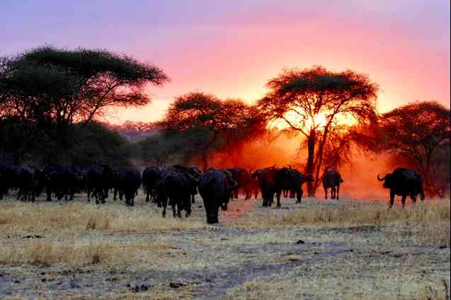 Sunset at Tarangire National Park, Arusha, Tanzania