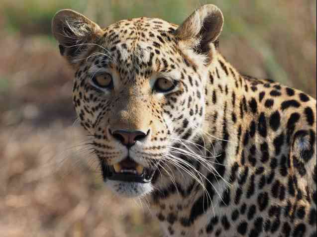 Cheetah vs Leopard: differences