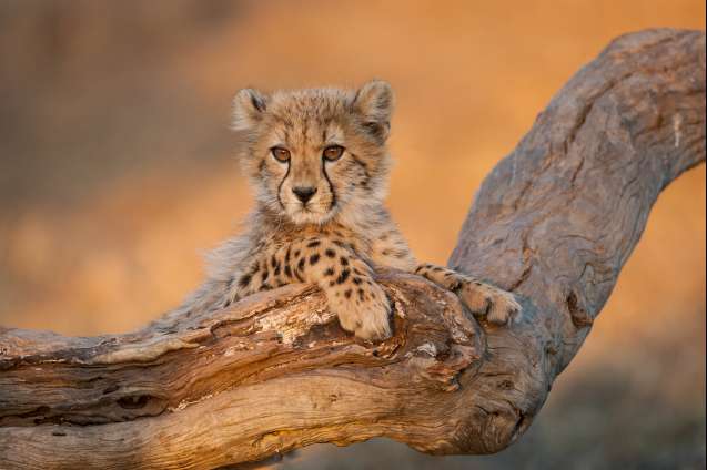 Lines on cheetah face