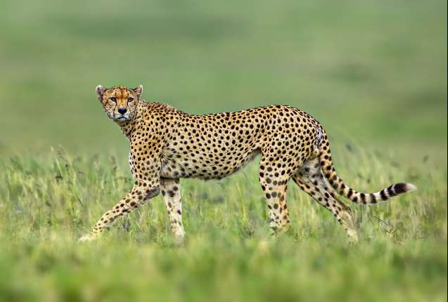 Cheetah spots, different to leopards, Tanzania