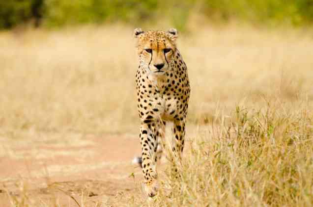 Leopard or cheetah?