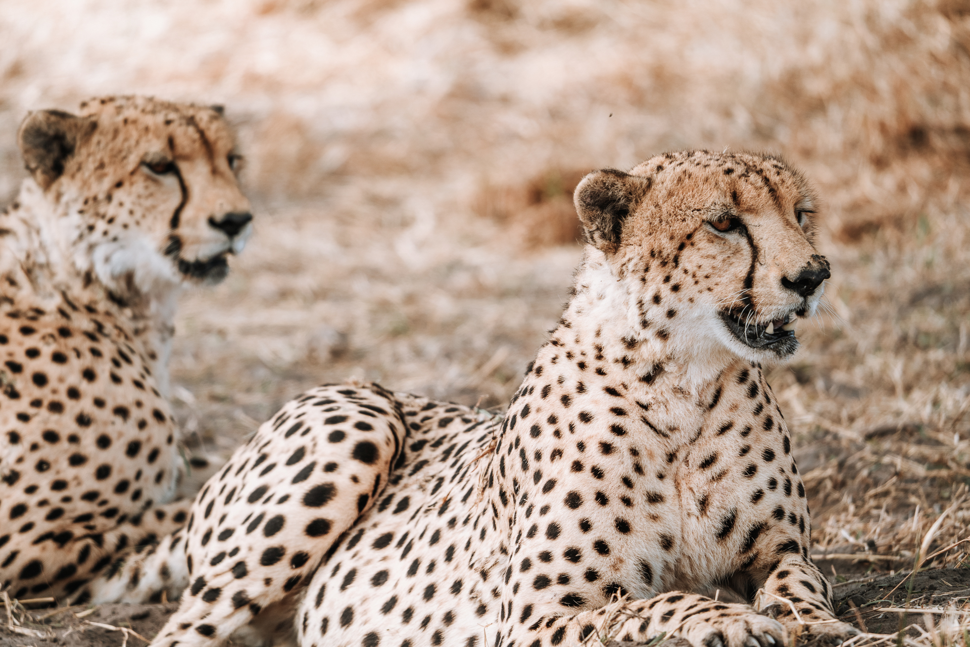 Cheetah vs Leopard: What's the difference? African Big Cats