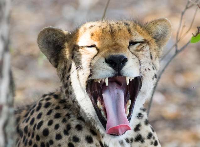 Leopard or cheetah?