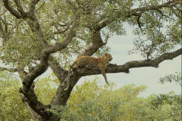Leopard in tree on safari