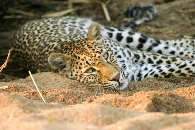 Leopard or cheetah?