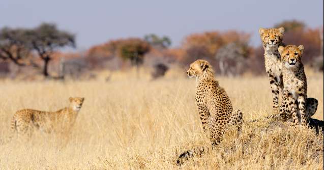Cheetahs can run up to 74 mph but often sit stationary on termite hills