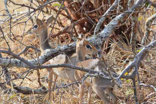 Dik dik antelopes in Tarangire, Tanzania