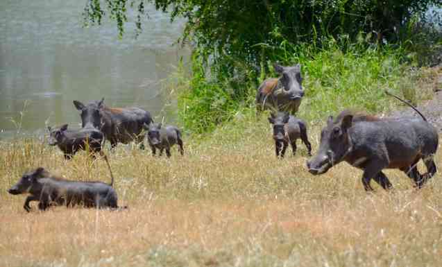 Tarangire River warthogs, Tanzania