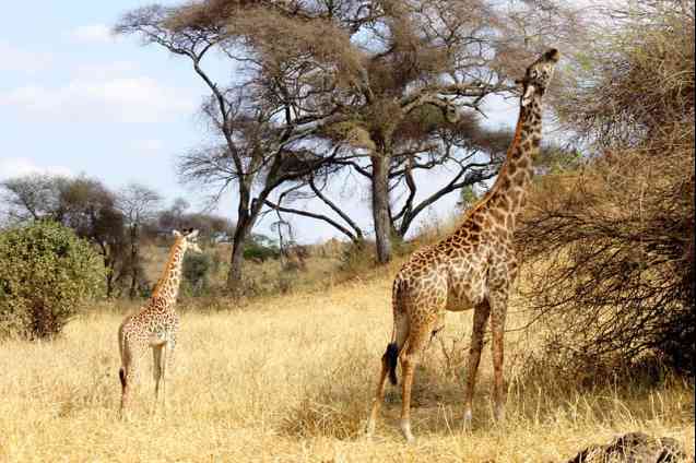 Tarangire safari giraffes, Tanzania