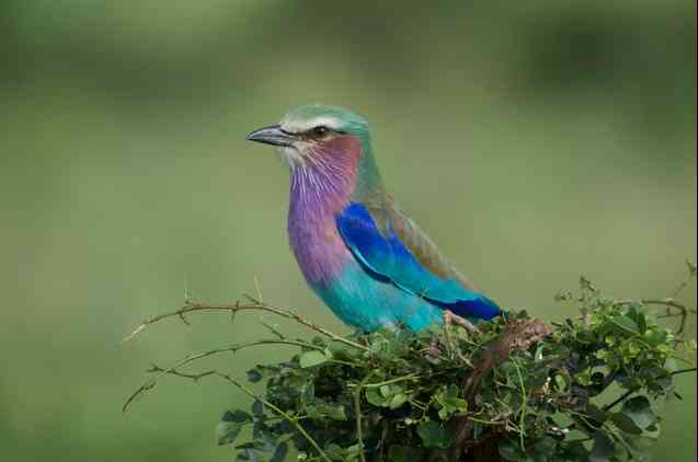 Tarangire birdlife, lilac-breasted roller