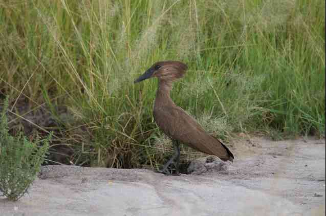 Tarangire birding, hamerkop