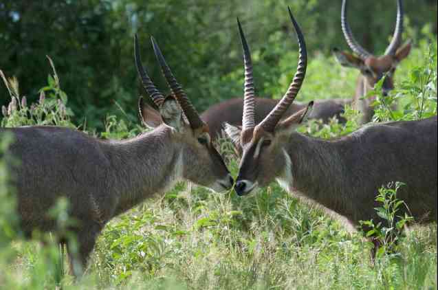 Waterbuck, Tarangire Park in Tanzania