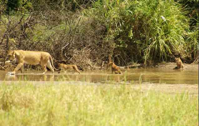 Lions Tarangire National Park, Tanzania