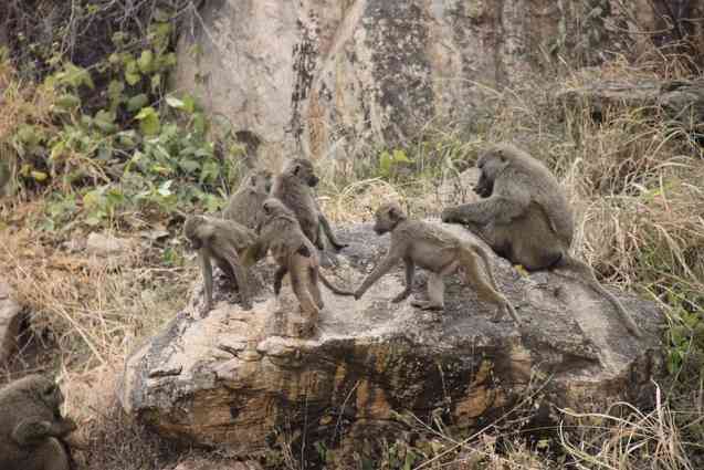 Baboons, Tarangire safari guide