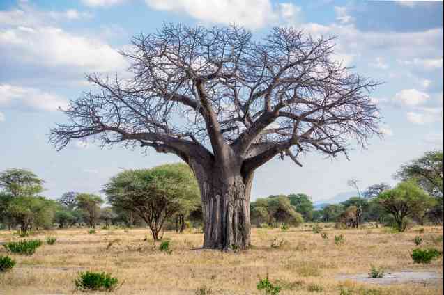 Tarangire National Park baobab