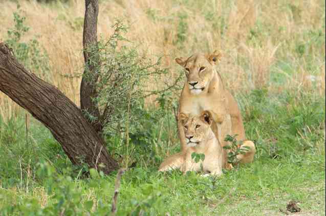 Lions in Tarangire Park, Tanzania